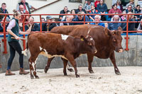 lot 32 Grinkle Barolo Bluebell sold for 2300gns